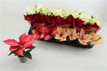 <h4>EUPHOR P GEM</h4>