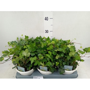 Hedera helix 'Wonder'