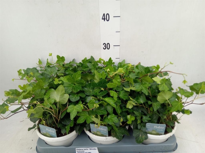 <h4>Hedera helix 'Wonder'</h4>