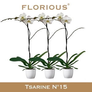 No15 Grandiflora 1 Tak Wit+Deco