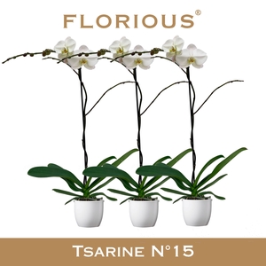 No15 Grandiflora 1 Tak Wit+Deco