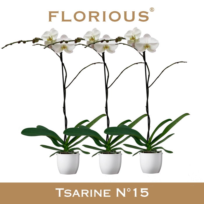 <h4>No15 Grandiflora 1 Tak Wit+Deco</h4>