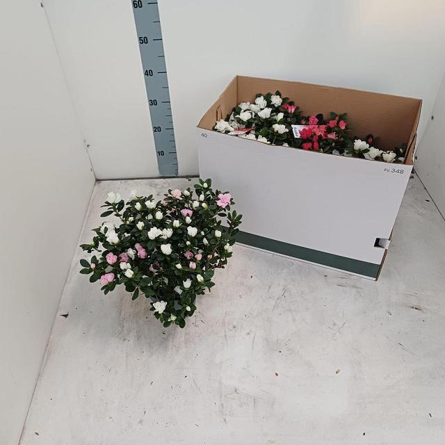 <h4>RHODO SI VOGEL GEM</h4>