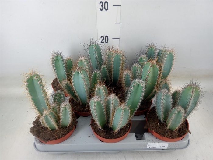 <h4>Cereus   ...</h4>