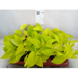 Epipremnum pinn. 'Golden Pothos'