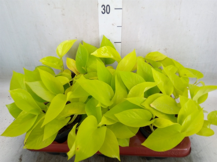 <h4>Epipremnum pinn. 'Golden Pothos'</h4>
