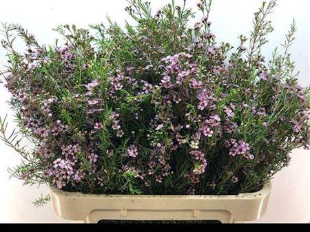 <h4>Chame Un Early Nir</h4>