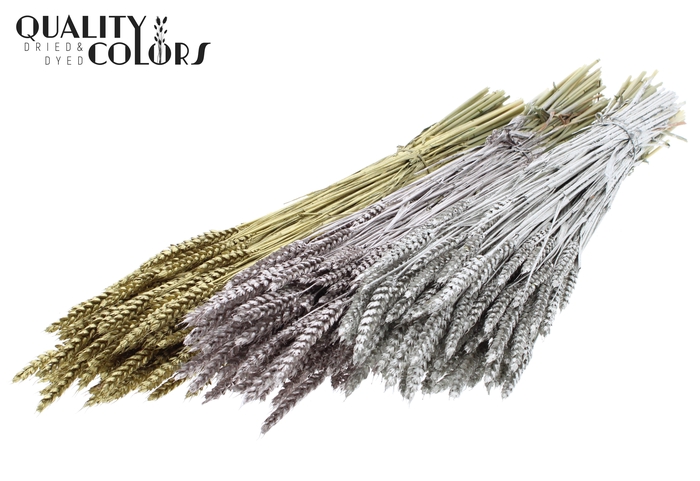 <h4>Triticum per bunch Mixed colours Wedding</h4>