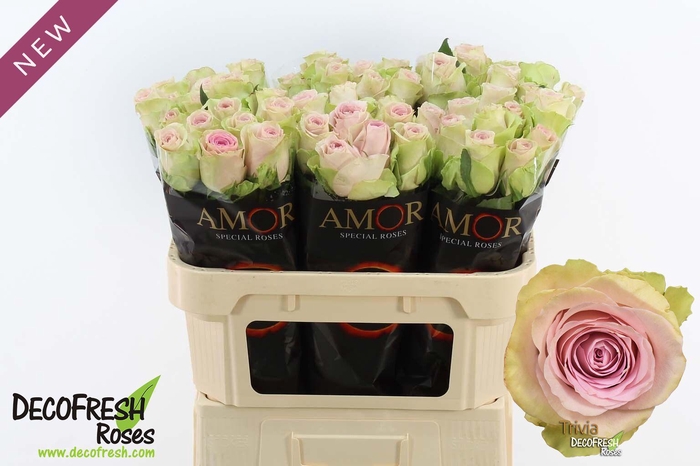 <h4>R Gr Trivia</h4>