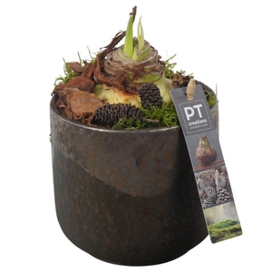 PTAA7510 Arrangementen Hippeastrum