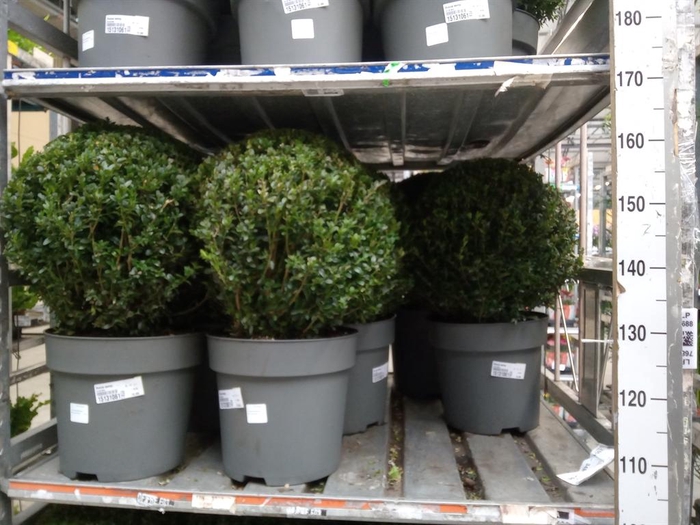 <h4>Buxus semp.   ...</h4>