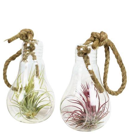 <h4>Arrangementen Tillandsia 6%</h4>