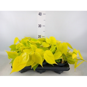 Philodendron scand. 'Lemon Lime'