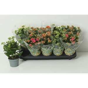 KAL GE PERF GEM 3 KL