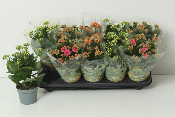 <h4>KAL GE PERF GEM 3 KL</h4>