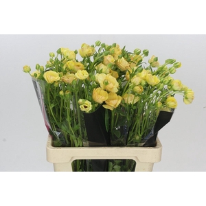 Ranunculus Natura Moderna Miele