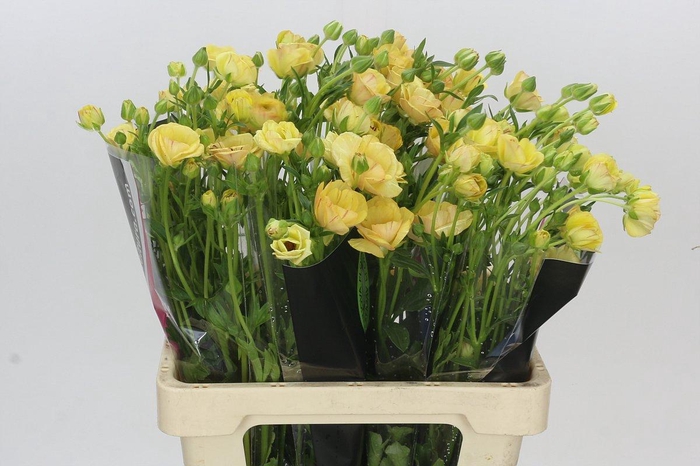 <h4>Ranunculus Natura Moderna Miele</h4>