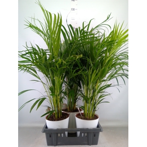 Dypsis lutescens   ...Chrysalidoca