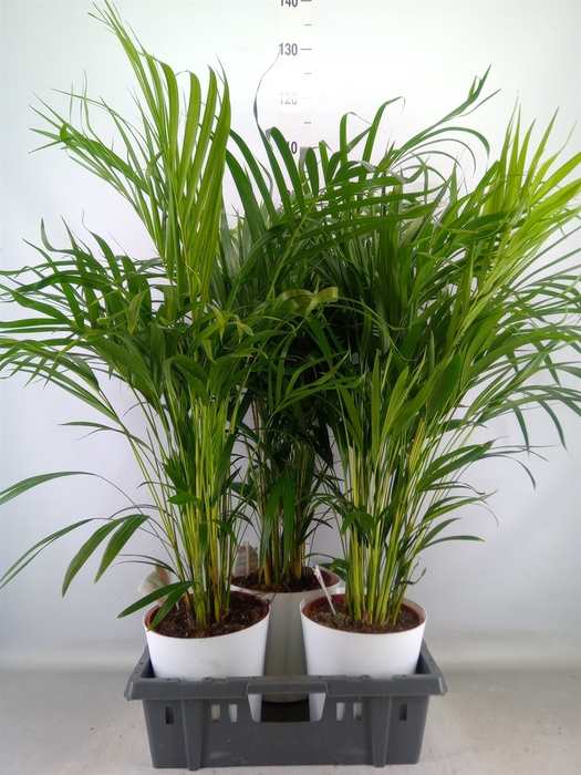 <h4>Dypsis lutescens   ...Chrysalidoca</h4>