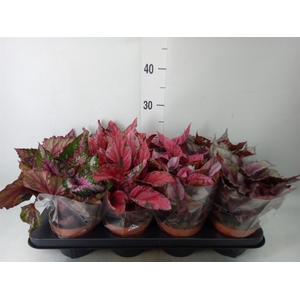 Begonia BD rex 'Beleaf'  ...mix