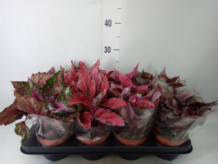 <h4>Begonia BD rex 'Beleaf'  ...mix</h4>