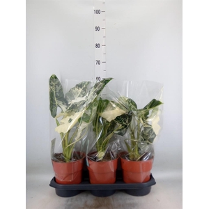 Alocasia   ...