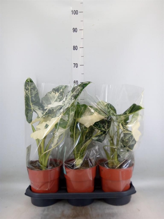 <h4>Alocasia   ...</h4>