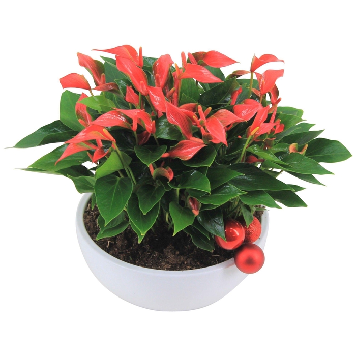 <h4>Anthurium XL.67 Trillions Red 26cm in witte keramieken schaal met kerstbijsteker</h4>