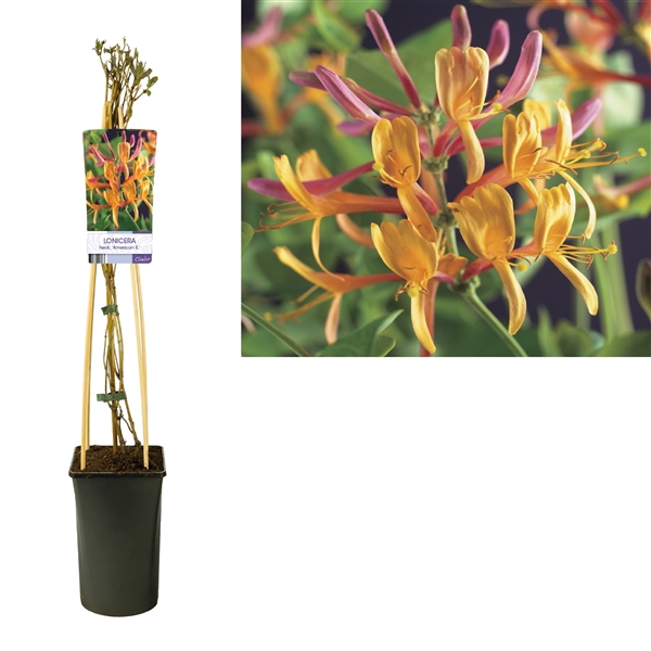 <h4>Lonicera heckrottii 'American Beauty' +light label</h4>