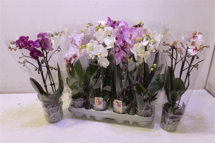 <h4>arr8 Phal Gem</h4>