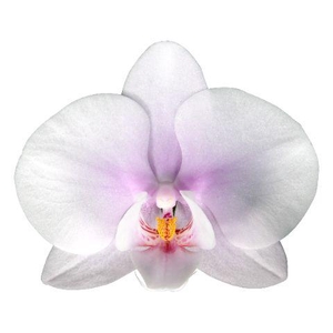 PHAL OKAYAMA PER BLOEM 25 bloemen