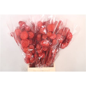 Ascl. Moby Dick Red Per Bunch