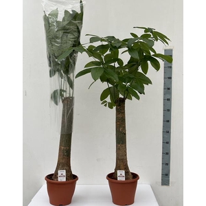 Pachira aquatica 26Ø 130cm
