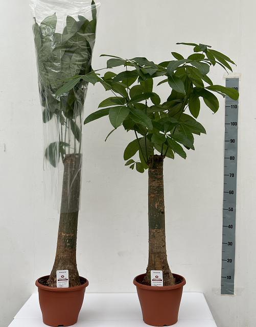 Pachira aquatica 26Ø 130cm