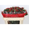 Hypericum True Romance Spray