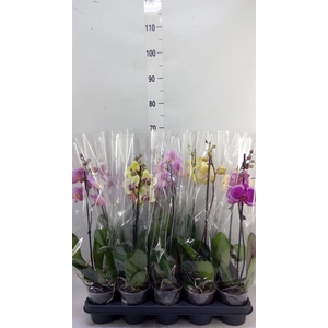 Phalaenopsis   ...mix
