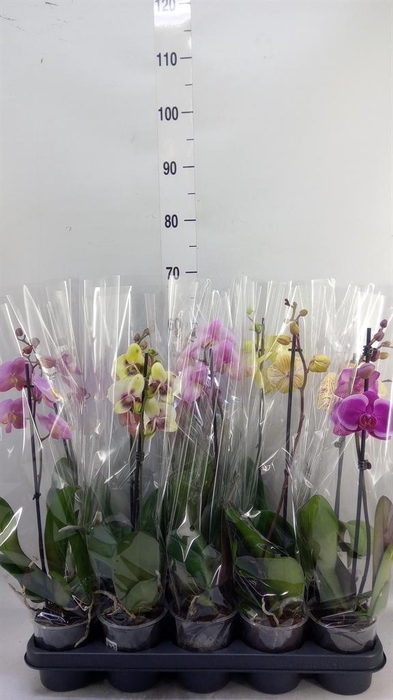 <h4>Phalaenopsis   ...mix</h4>