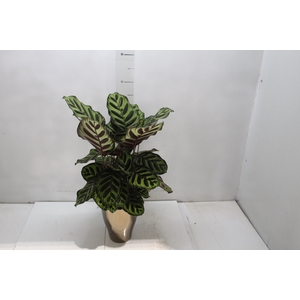 COQ. PLANTAS ORN. T6