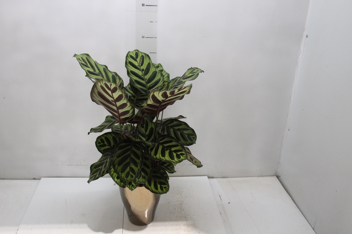 <h4>COQ. PLANTAS ORN. T6</h4>