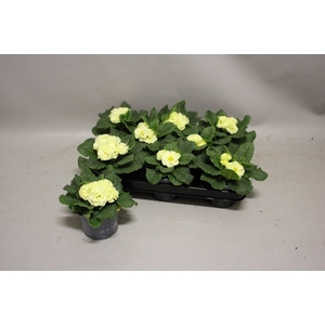 Primula acaulis Double Lime