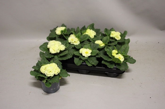 <h4>Primula acaulis Double Lime</h4>