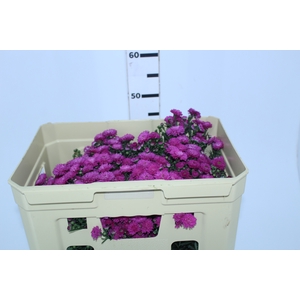 ASTER MARIANA 040 CM PINK