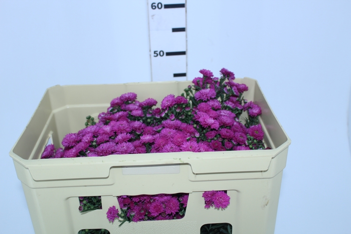 ASTER MARIANA 040 CM PINK