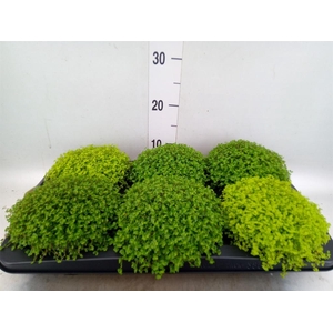 Soleirolia soleirolii   ...mix 2