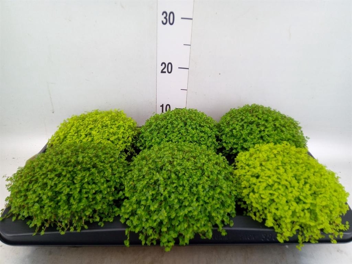 <h4>Soleirolia soleirolii   ...mix 2</h4>