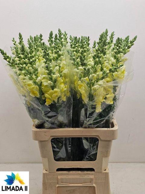 <h4>Antir Poto Yellow</h4>