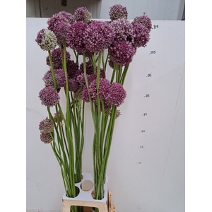 ALLIUM GROOTBLOEMIG