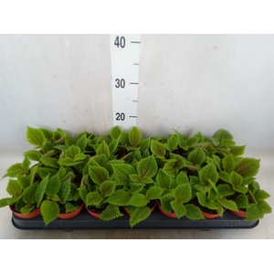 Pilea alumi