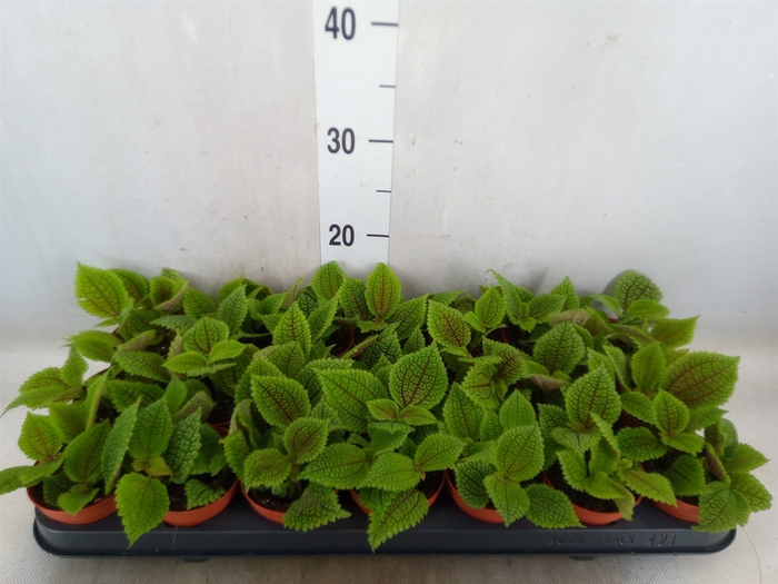 <h4>Pilea alumi</h4>