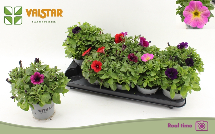 <h4>PET FAMOUS GEM</h4>